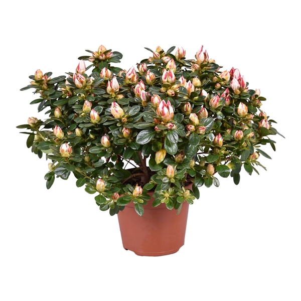 <h4>Azalea 'Sachsenstern' bicolor rood/wit 14cm</h4>