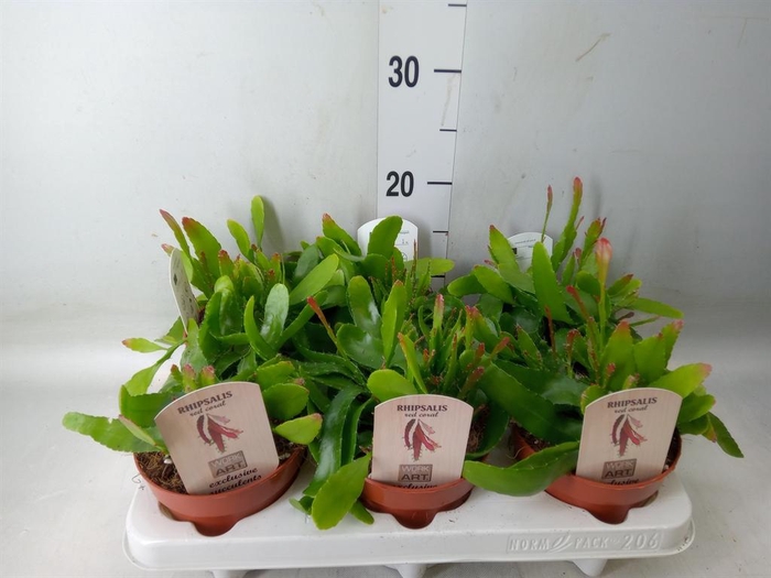 <h4>Rhipsalis ...</h4>