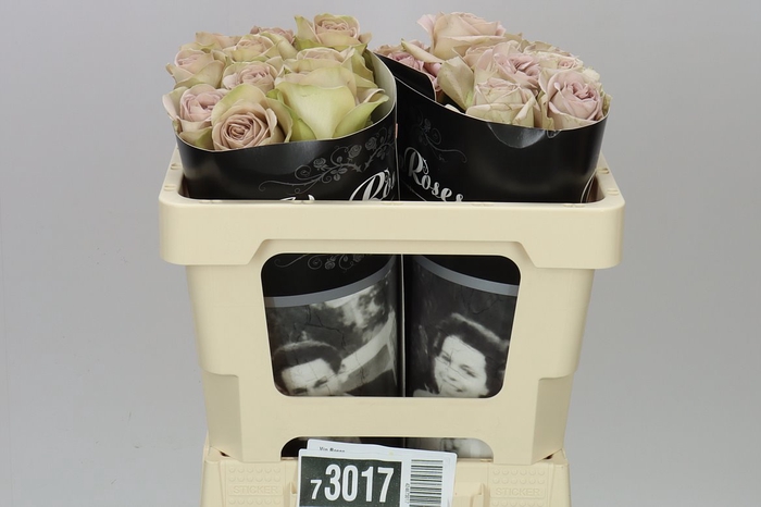 <h4>Rosa Gr Vip Notre Dame+</h4>