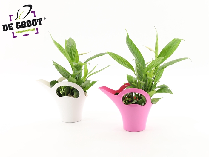 <h4>Bloeimix in gieter Ton-Sur-Ton</h4>