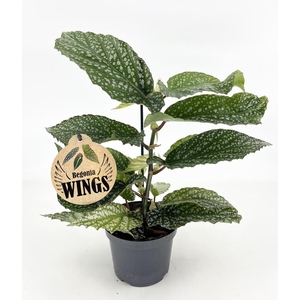 BEGONIA MACULATA P12 ALAMEO