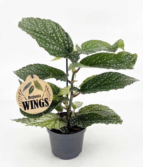 <h4>BEGONIA MACULATA P12 ALAMEO</h4>