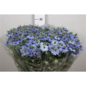 Nige Dam Blue
