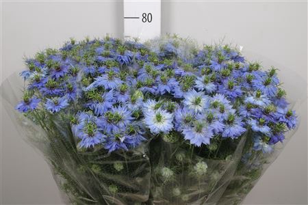 <h4>Nige Dam Blue</h4>