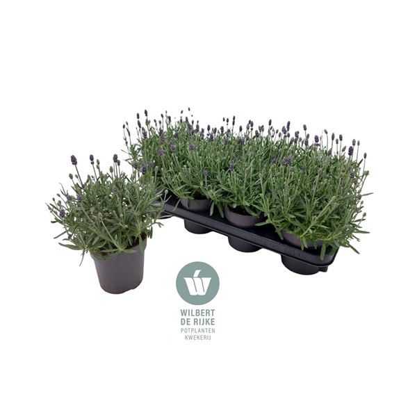 <h4>Lavendel angustifolia HIDCOTE</h4>