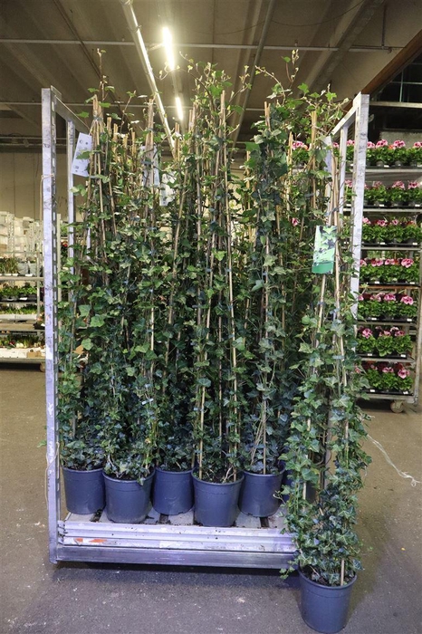 <h4>Hede Hibernica</h4>