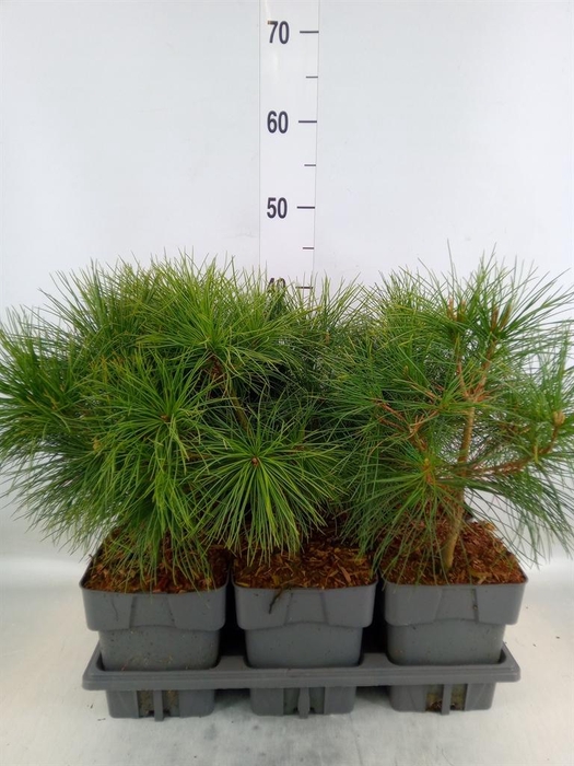 <h4>Pinus strobus</h4>