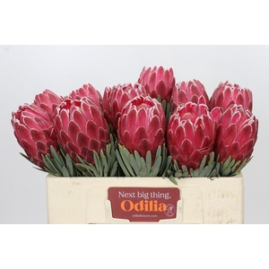 Protea Venus