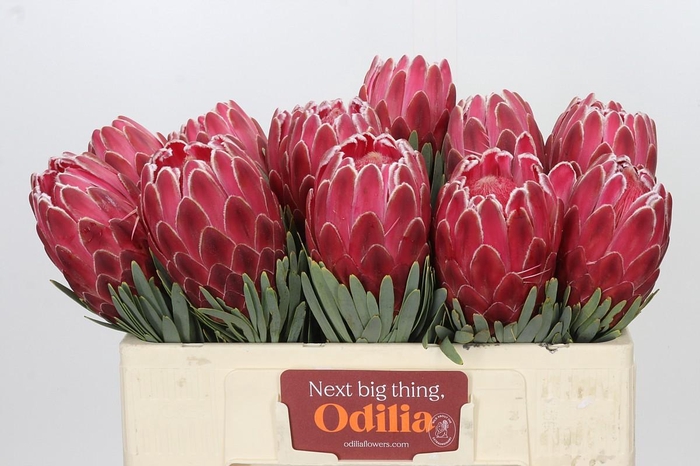 <h4>Protea Venus</h4>