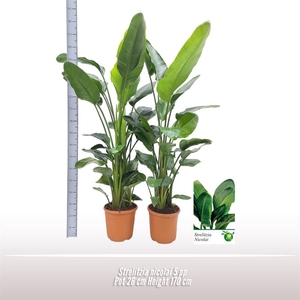 Strelitzia nicolai 5 per pot