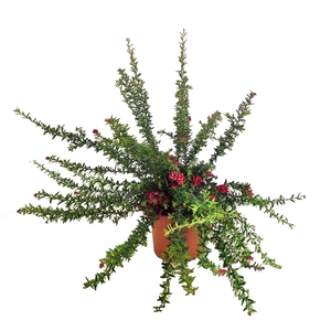 Grevillea poorinda