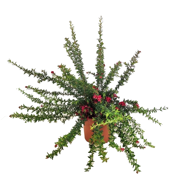 <h4>Grevillea poorinda</h4>
