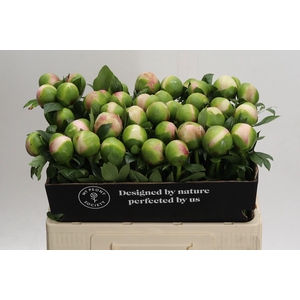 Paeonia Colonel Owen Cousins