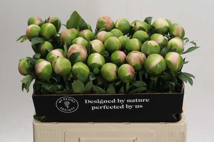 <h4>Paeonia Colonel Owen Cousins</h4>