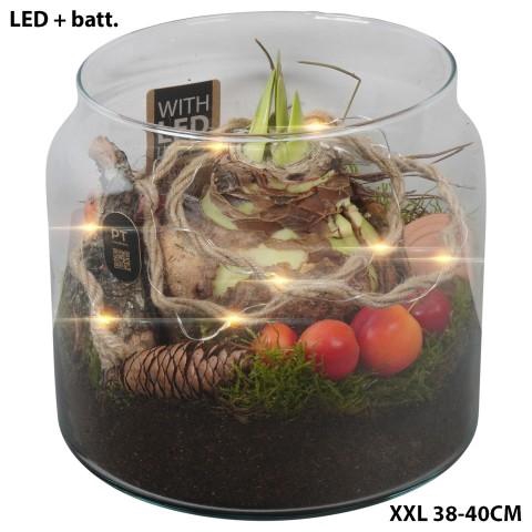 <h4>PTAXL2913 Arrangementen Hippeastrum</h4>