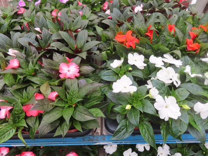 <h4>IMPAT NG MIXK 4 KL</h4>