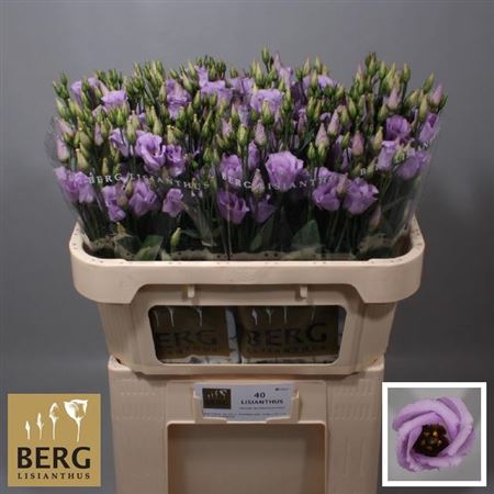 <h4>Eus E Picco Lavender</h4>