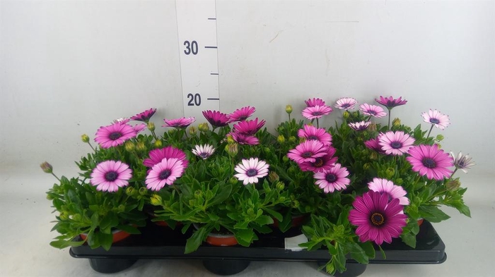 <h4>Osteospermum 'CapeDaisy Zanzib Ro'</h4>