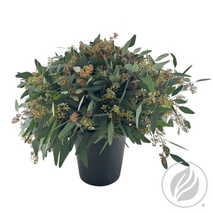 Euca Populus Berry 300gr