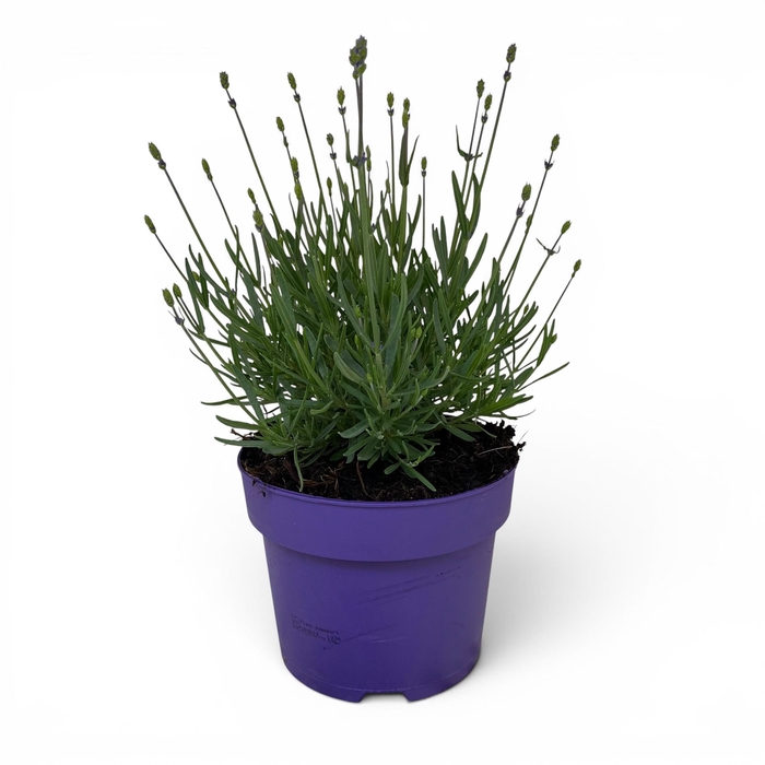 <h4>Lavandula angustifolia 'Hidcote' C3</h4>