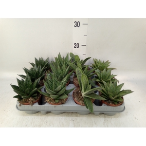 Aloe   ...mix