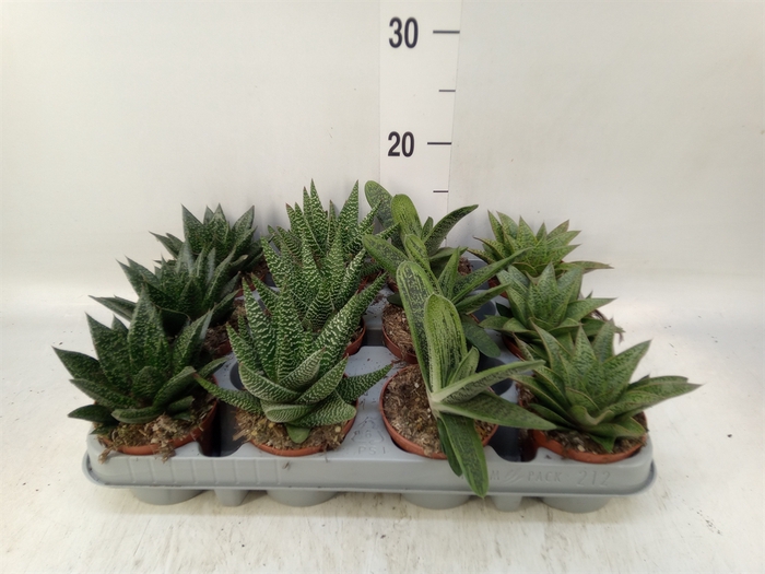 <h4>Aloe   ...mix</h4>