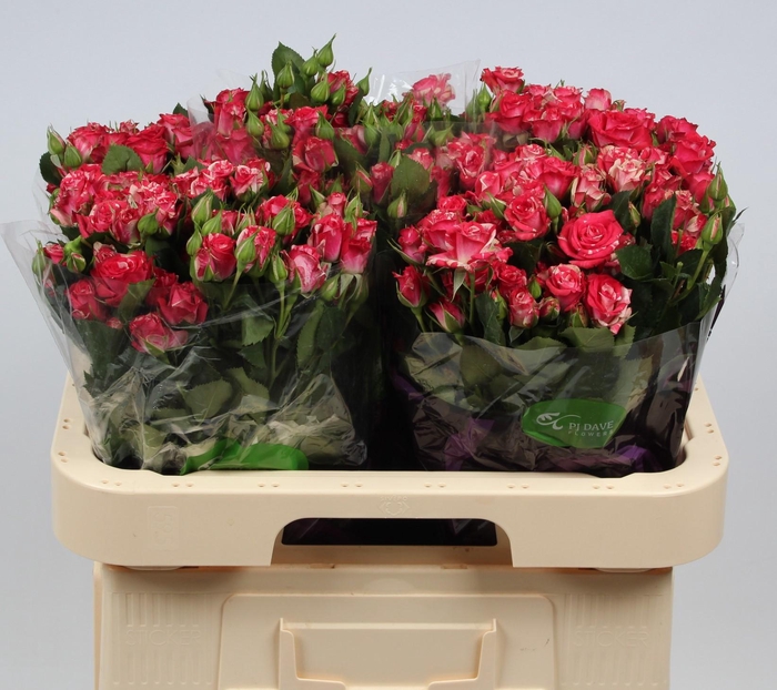 <h4>R TR REFLEX</h4>