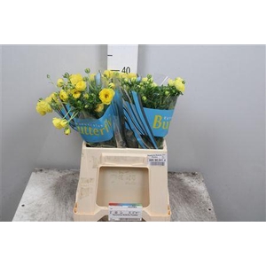 Ran Butterfly Phytalos