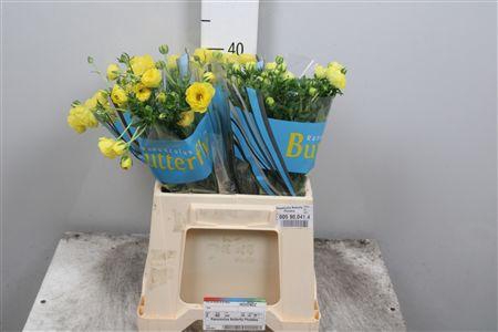 <h4>Ran Butterfly Phytalos</h4>