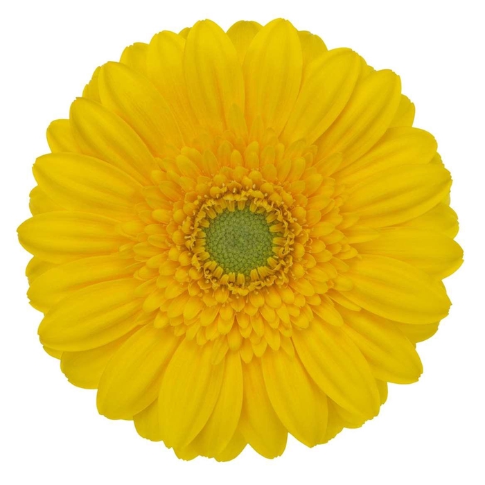<h4>Gerbera Mini Ilios</h4>