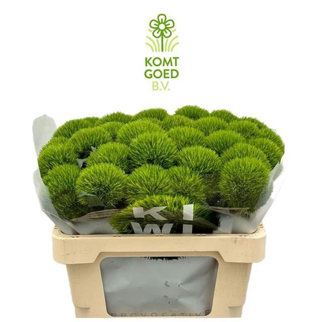<h4>DIANTHUS BARB. 'KIWI MELLOW'</h4>