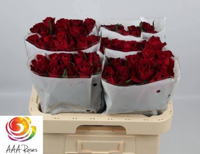 <h4>R GR EVER RED</h4>