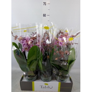 Phalaenopsis   ...rose