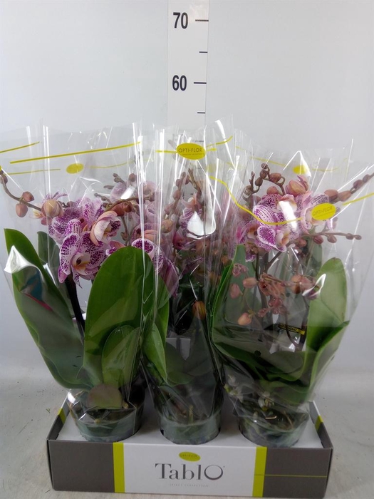 <h4>Phalaenopsis   ...rose</h4>