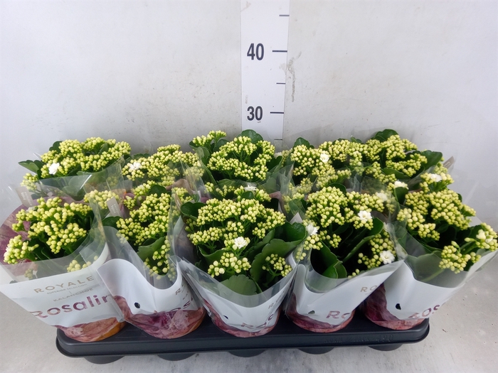 <h4>Kalanchoe blos. 'RosDon Dione'</h4>