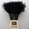 Dried Stipa Feather Black