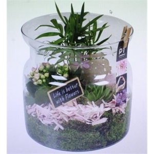 1462 ROZE GLAS BREED