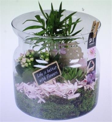 <h4>1462 ROZE GLAS BREED</h4>