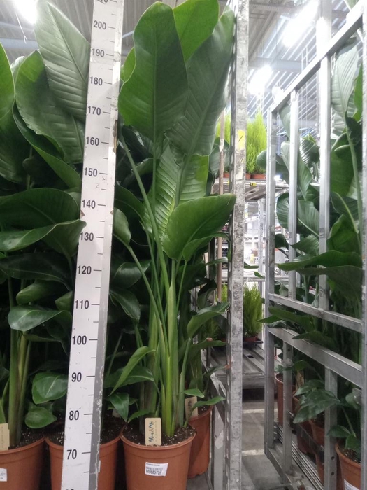 <h4>Strelitzia nicolai</h4>