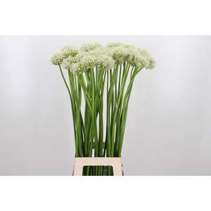 Allium Mount Everest