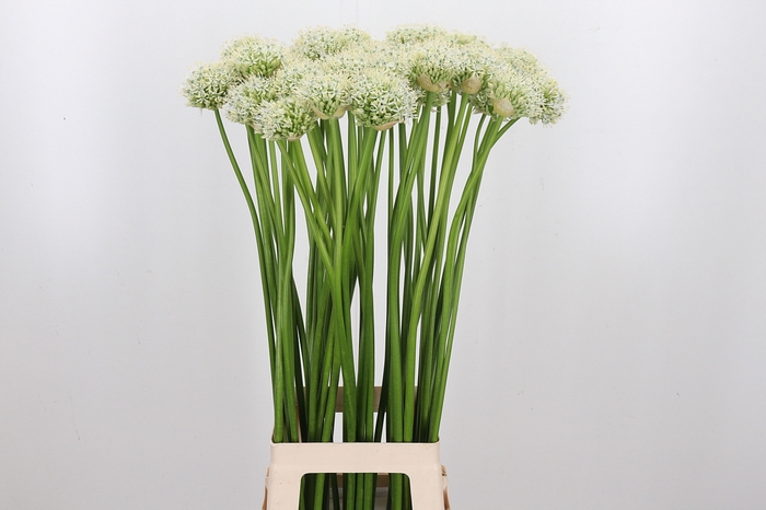 <h4>Allium Mount Everest</h4>