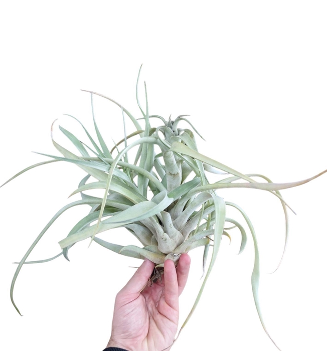 <h4>Tillandsia Brachycaulus XXL</h4>