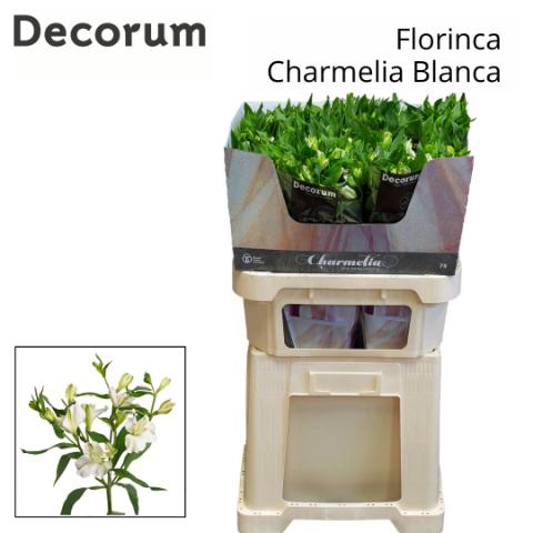 <h4>ALST FL CHARME BLANC</h4>