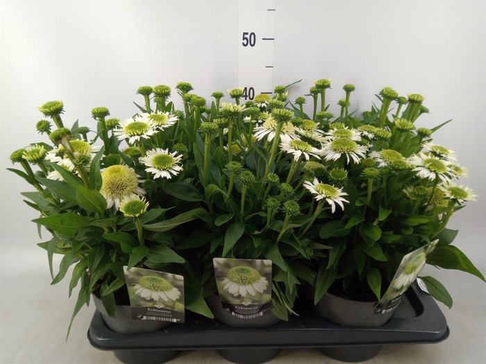 <h4>Echinacea   ...</h4>