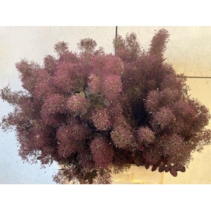 COTINUS COGGYGRIA MAGICAL TORCH COT
