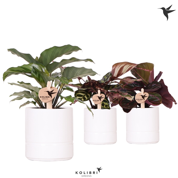 <h4>Kolibri Greens Calathea mix in Pastel pot white</h4>