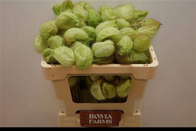 <h4>GOM FR MOBY DICK</h4>