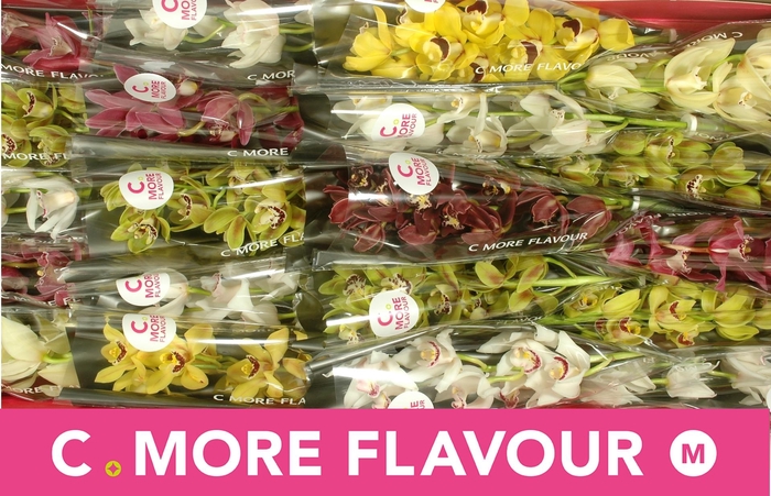 <h4>CYMB MI GEM</h4>