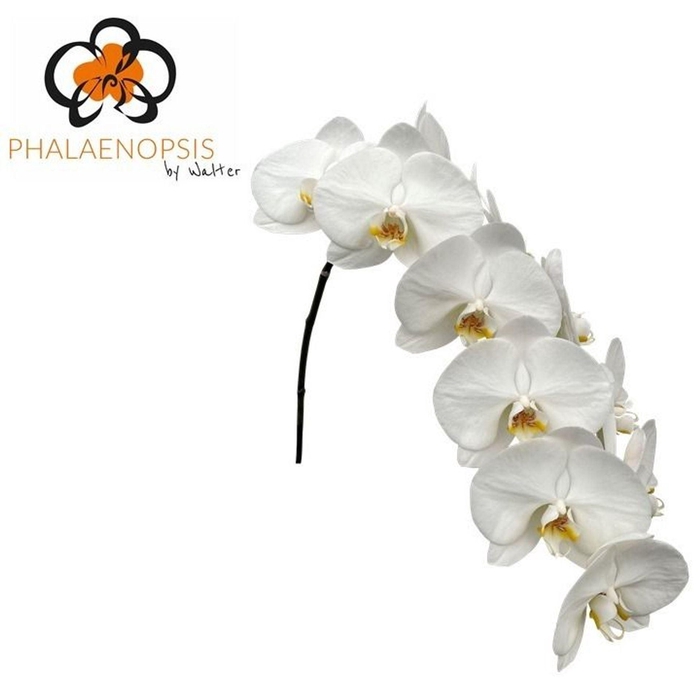 <h4>Phalaenopsis  'Magnificent Maliha'</h4>