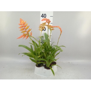 Tillandsia dyeriana
